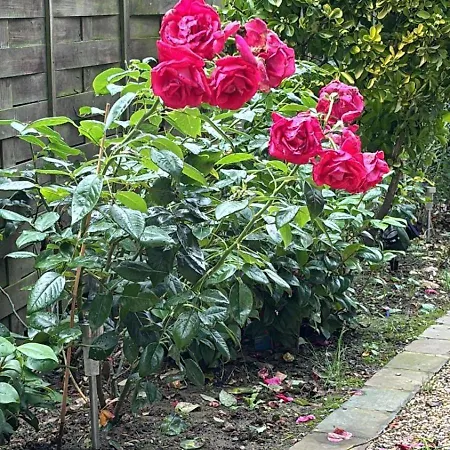Maison De Famille Chaleureuse Et Elegante * Trouville-sur-Mer